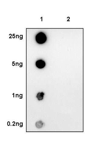 Phospho-GSK-3β (Ser9) Recombinant Rabbit mAb (S-748-20)