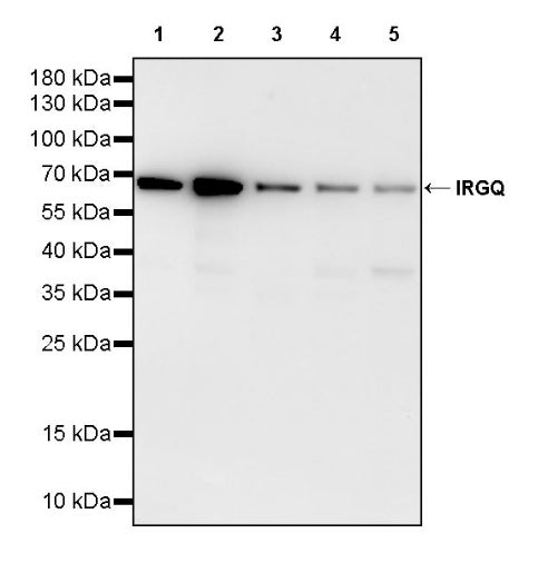IRGQ Recombinant Rabbit mAb (S-2648-17)
