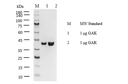 GAK Protein