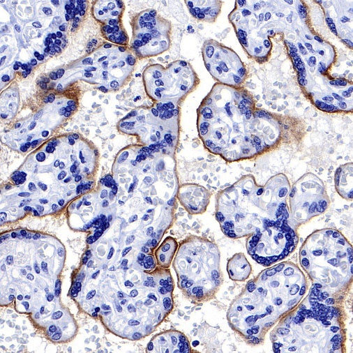 MUC1/EMA Mouse mAb (SDT-777-37)