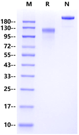EGFR Fc Chimera Protein, Rhesus macaque