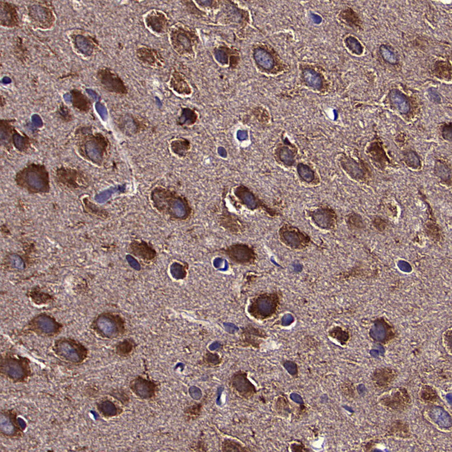HSP90 Recombinant Mouse mAb (S-5484)