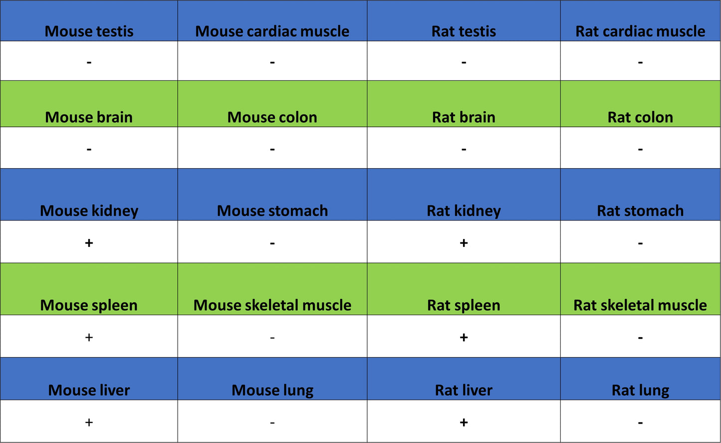 Pklr Recombinant Rabbit mAb (S-4114-40)