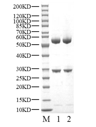 CDK2/Cyclin A2 Protein