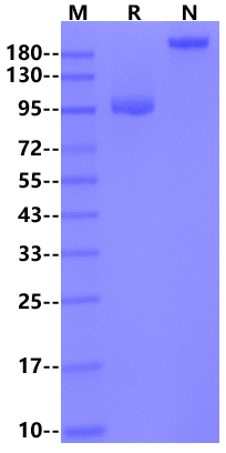 LRRC15/LIB Fc Chimera Protein, Human