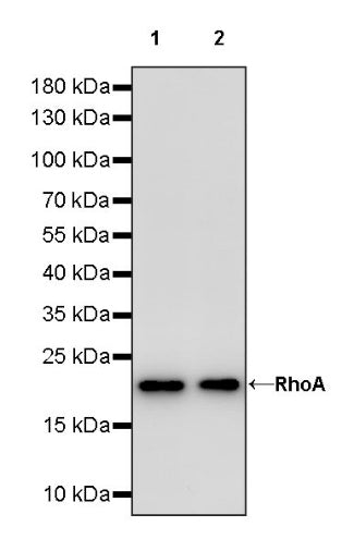 RhoA Recombinant Rabbit mAb (S-1310-159)