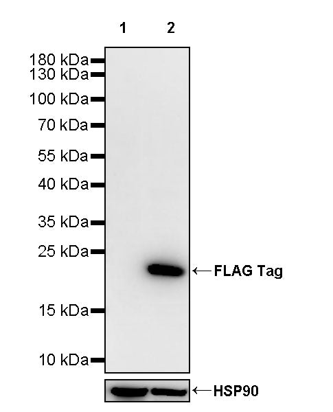 FLAG Tag Recombinant Mouse mAb (S-5005)