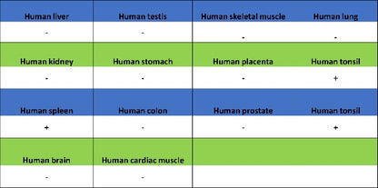 CD37 Recombinant Rabbit mAb (S-1662-61)