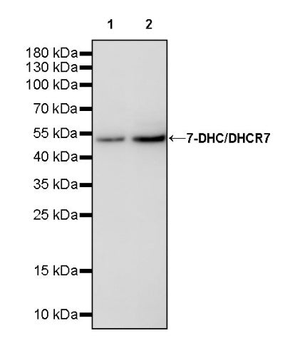 7-DHC/DHCR7 Recombinant Rabbit mAb (S-3625-32)