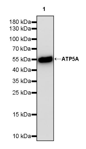 ATP5A Recombinant Rabbit mAb (S-1542-211)