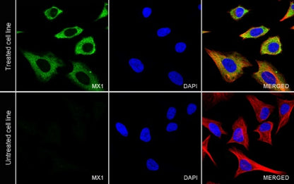 MX1 Rabbit Polyclonal Antibody