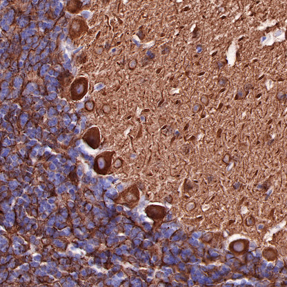 Beta III tubulin Recombinant Rabbit mAb (SDT-251-28)