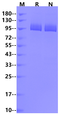 Biotinylated PSMA/FOLH1 His & Avi Tag Protein, Cynomolgus