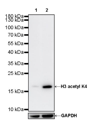 Histone H3 (acetyl K4) Recombinant Rabbit mAb (S-848-137)