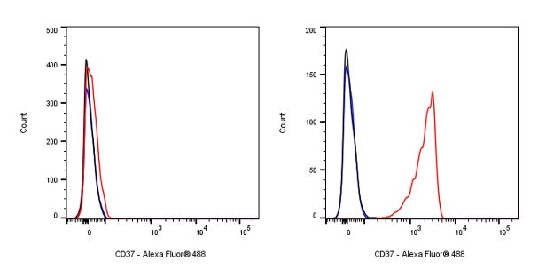 CD37 Recombinant Rabbit mAb (S-1662-61)
