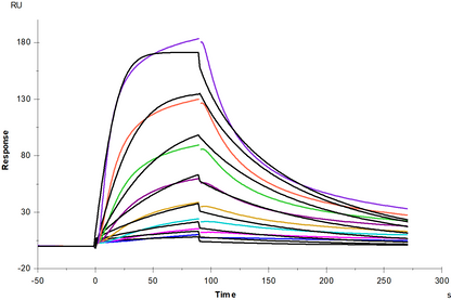 NGFR/TNFRSF16 Fc Chimera Protein, Mouse