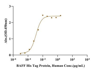 BAFF/TNFSF13B/CD257 Trimer His Tag Protein, Human