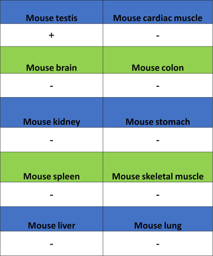 Perilipin-1 Recombinant Rabbit mAb (S-3093-31)