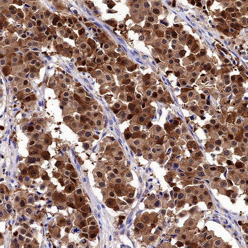 14-3-3 zeta Recombinant Rabbit mAb (S-1092-31)