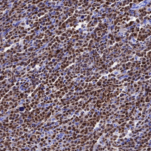 S-RMab® PAX5 Recombinant Rabbit mAb (SDT-R202)