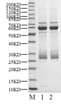 CSNK1A1L His&GST Tag Protein, Human