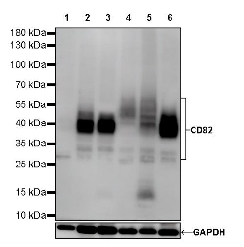 CD82 Recombinant Rabbit mAb (S-673-44)