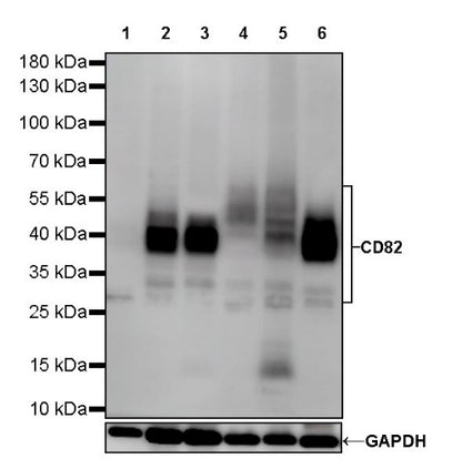 CD82 Recombinant Rabbit mAb (S-673-44)