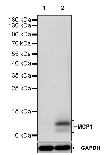 MCP1 Recombinant Rabbit mAb (S-1737-3)