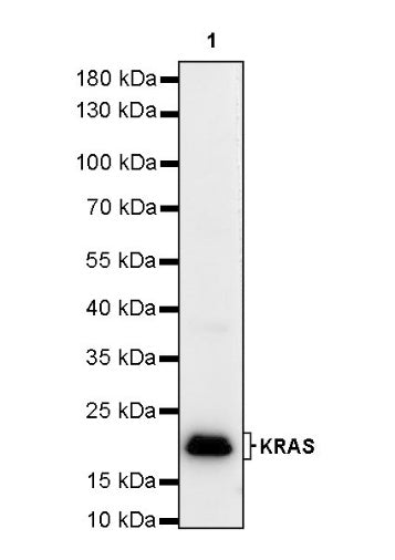 KRAS Recombinant Rabbit mAb (S-443-69)