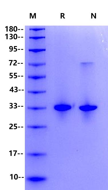 Recombinant Carboxypeptidase B，Bovine