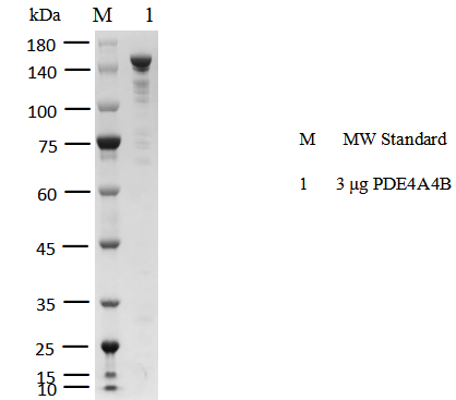 PDE4A4B GST&Flag Tag Protein, Human