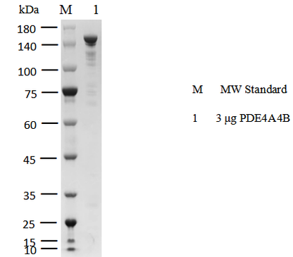 PDE4A4B GST&Flag Tag Protein, Human