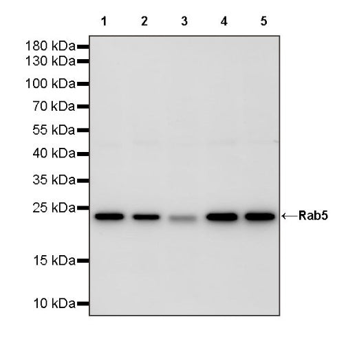 Rab5 Recombinant Rabbit mAb (S-1506-128)