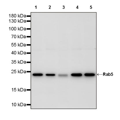 Rab5 Recombinant Rabbit mAb (S-1506-128)