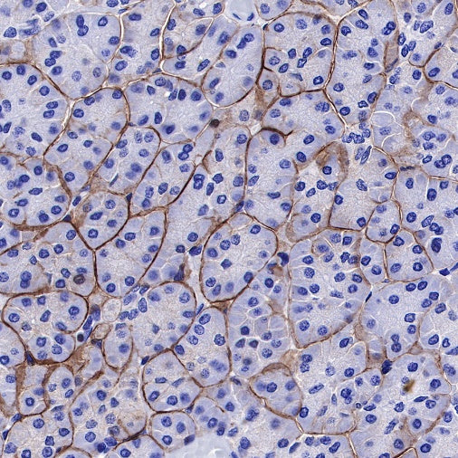 DAG1 Recombinant Mouse mAb (S-R191)