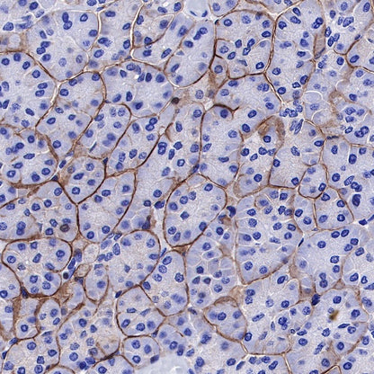 DAG1 Recombinant Mouse mAb (S-R191)