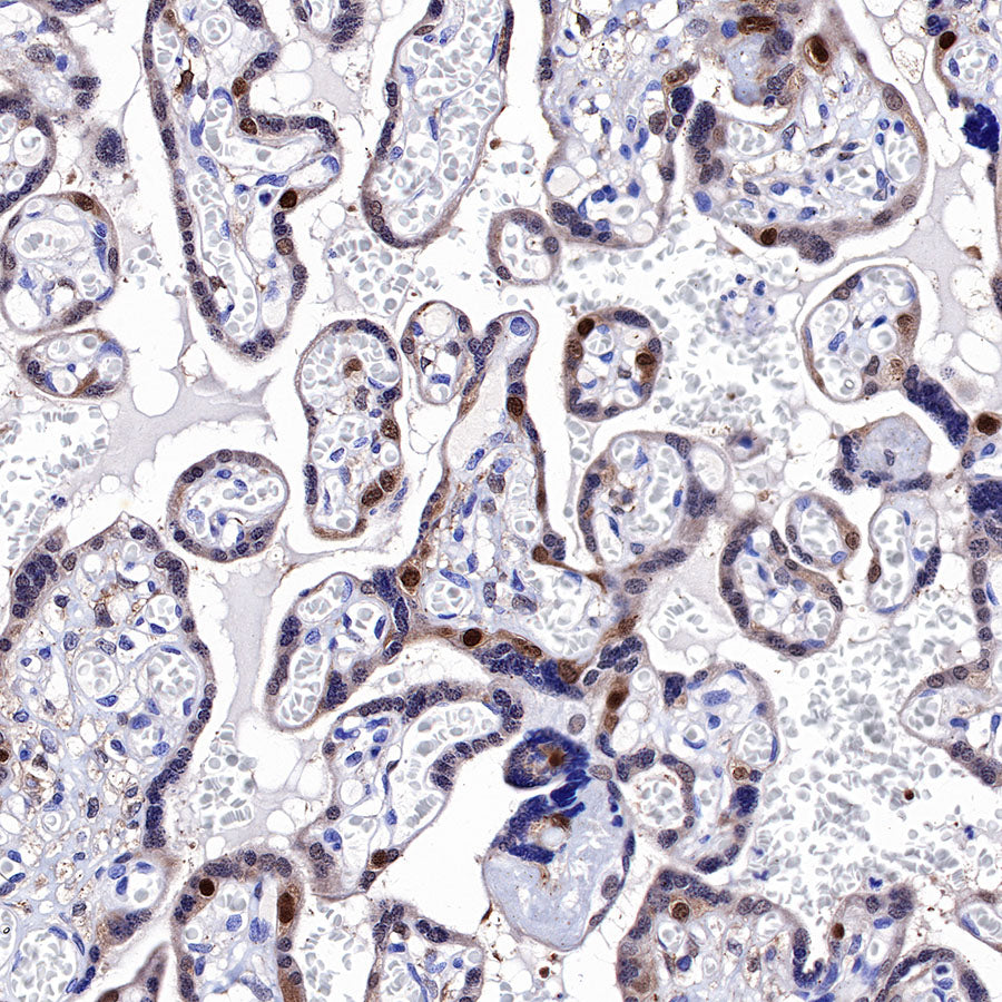 CDK2 Recombinant Rabbit mAb (SDT-064-40)