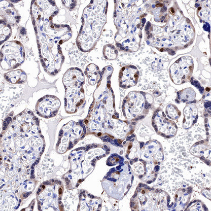 CDK2 Recombinant Rabbit mAb (SDT-064-40)