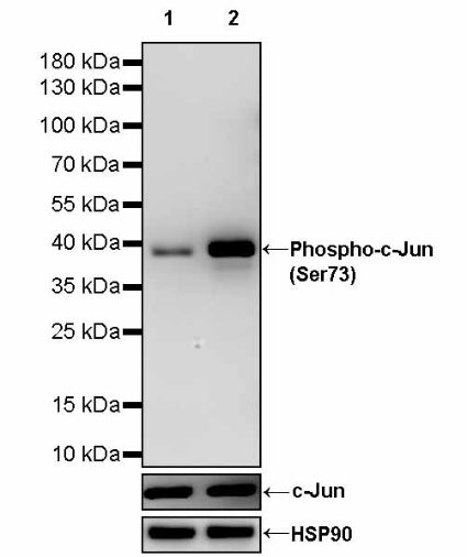 Phospho-c-Jun (Ser73) Recombinant Rabbit mAb (S-3105-71)