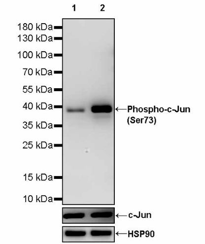 Phospho-c-Jun (Ser73) Recombinant Rabbit mAb (S-3105-71)