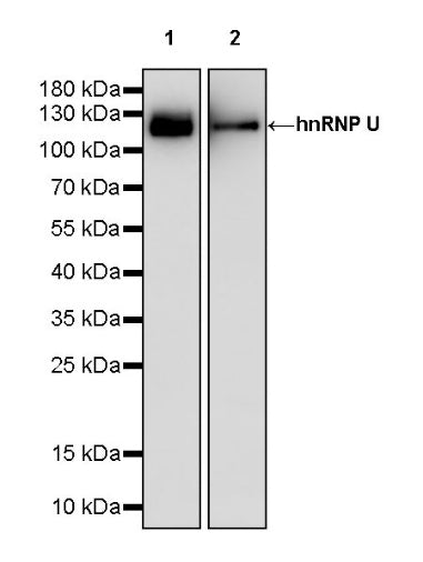 hnRNP U Recombinant Rabbit mAb (S-2375-23)
