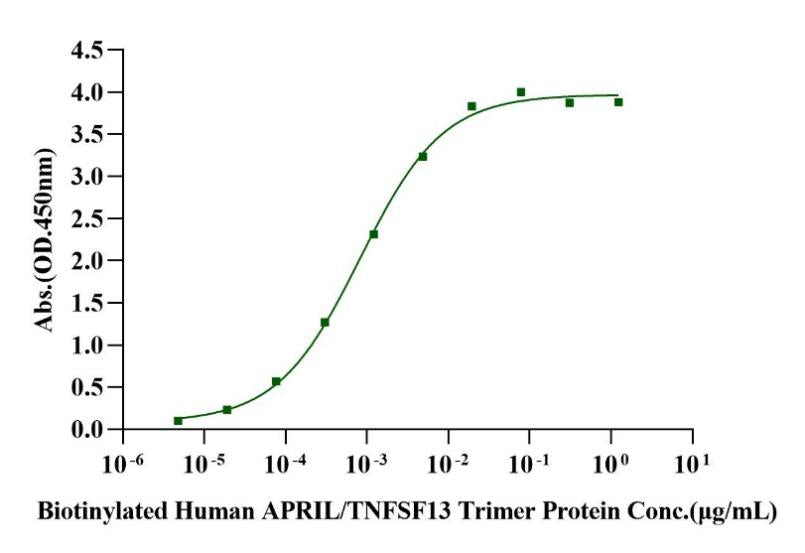 BCMA/TNFRSF17 His Tag Protein, Cynomolgus