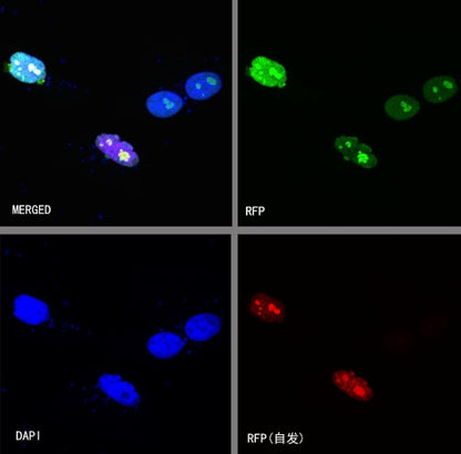 RFP Recombinant Rabbit mAb (S-1006-1)