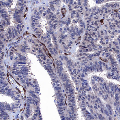 S-RMab® PTEN Recombinant Rabbit mAb (SDT-R069)