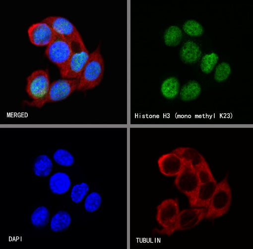 Histone H3 (mono methyl K23) Recombinant Rabbit mAb (S-R413)