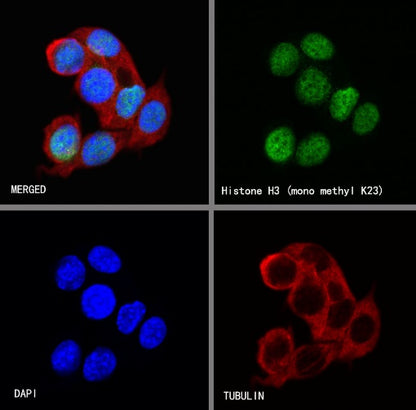 Histone H3 (mono methyl K23) Recombinant Rabbit mAb (S-R413)