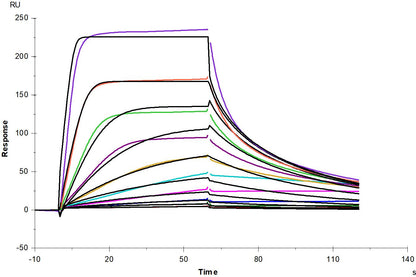 FGF R4 Fc Chimera Protein, Human
