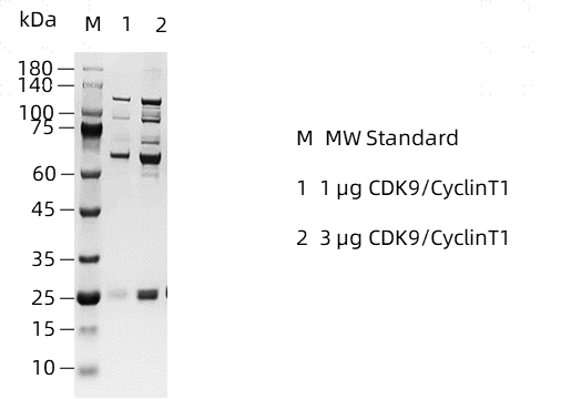 CDK9/CyclinT1 GST&His Tag Protein,Human