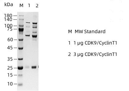 CDK9/CyclinT1 GST&His Tag Protein,Human
