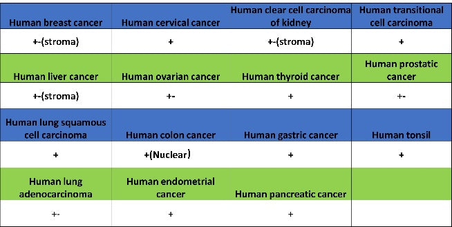 IL-18 Recombinant Rabbit mAb (S-2142-2)